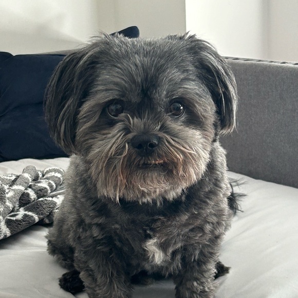 Meet your Posher, Jake - Picture 1 of 1